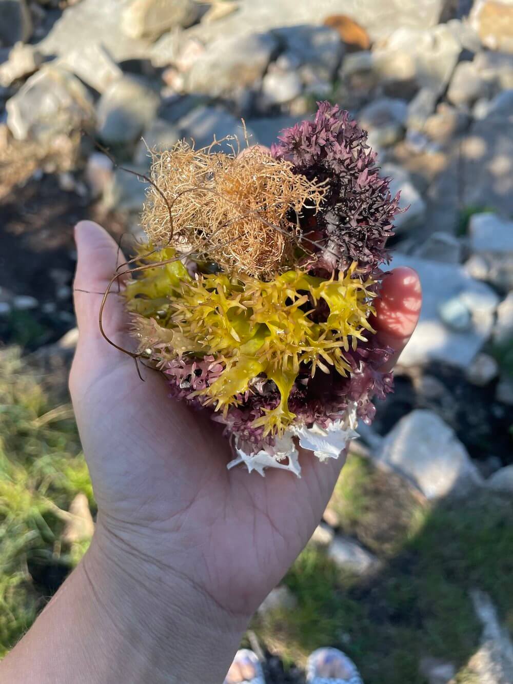 While in Castine vol. 3, part 2 - Lauren HB Studio